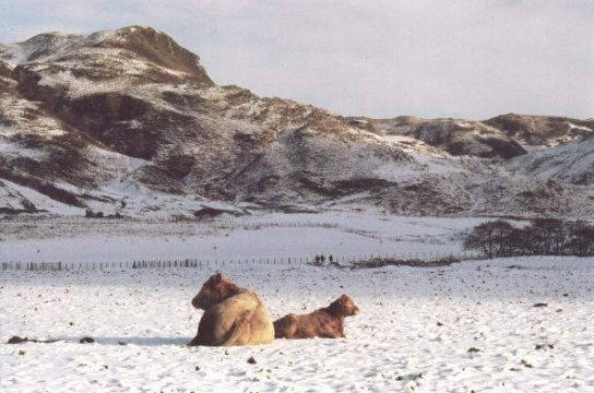 February 02, A Cow and Calf in the lowground
