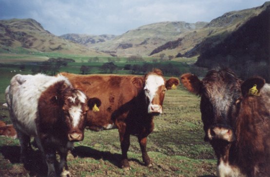 Apr 01, Some of the cows enjoying the April sunshine