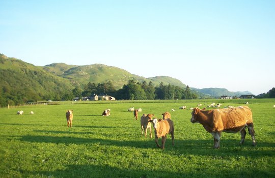 Cows and calves