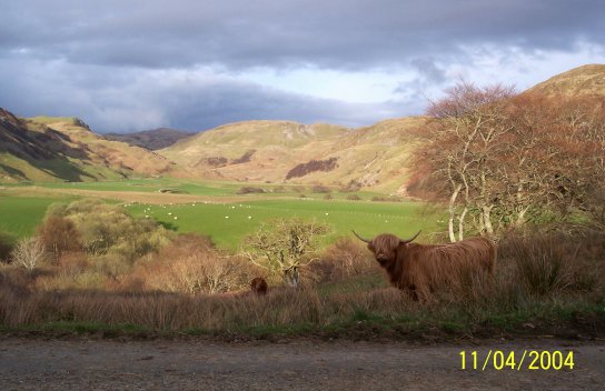 April 04, A view of the Glen with a Barbreck Highland Cow in the foreground