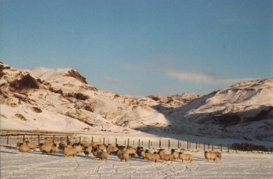 December 01, Ewes in the field in the snow after Christmas