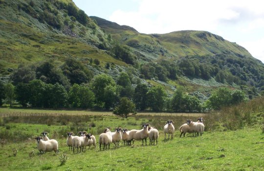 August 09, Some of the sheep in Sluggan