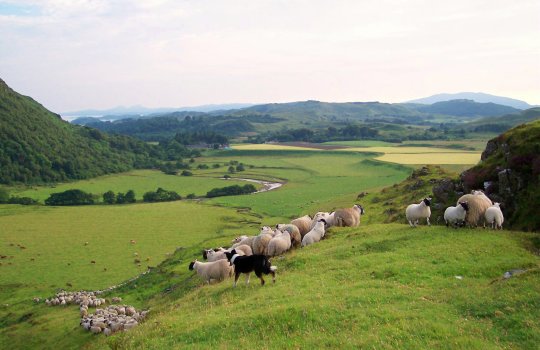 July 06, The sheep being gathered for clipping