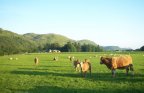 May 09, Cows and Calves