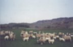 Apr 01, The lowground newborn  lambs with the ewes