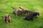 2008, The second litter of pups from Jess
