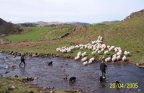 April 05, The sheep being gathered from the hill
