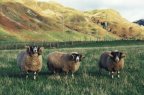 Three Tups, recently purchased at Dalmally Sale