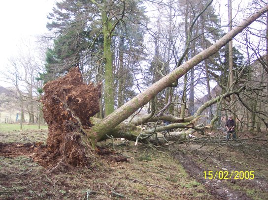 February 05, The fallen trees in the woods